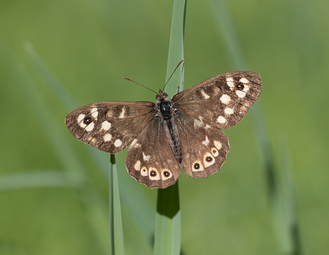The Speckled Wood occurs in woodland, gardens and hedgerows. Butterflies often perch in sunny spots, spiralling into the air to chase each other.