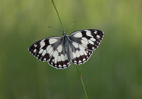 The Marbled White is a distinctive and attractive black and white butterfly, unlikely to be mistaken for any other species. In July it flies in areas of unimproved grassland and can occur in large numbers on southern downland. It shows a marked preference for purple flowers such as Wild Marjoram, Field Scabious, thistles, and knapweeds. Adults may be found roosting halfway down tall grass stems. \nFound in flowery grassland but may stray into gardens. This species is widespread in southern Britain and has expanded northwards and eastwards over the last twenty years, despite some losses within its range, with outlying populations in Yorkshire and SW Wale