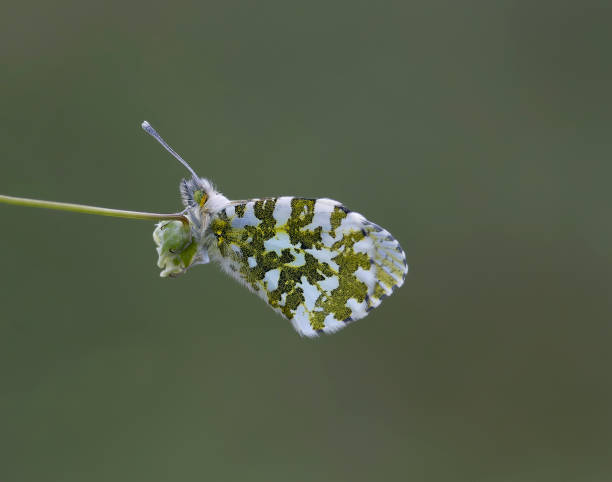 istock Orange-tip Butterfly (Anthocharis cardamines) resting and nectaring on wild flower 1443844819