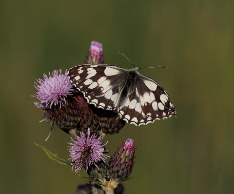 Butterfly in nature, Scientific name; Limenitis reducta (Turkish name; Akdeniz Hanimeli kelebegi)