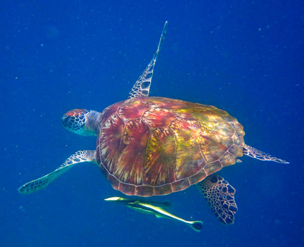 istock green sea turtle (Chelonia mydas) and live sharksucker (Echeneis naucrates) 1443845800