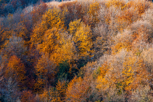 Dense autumn mountain deciduous forest