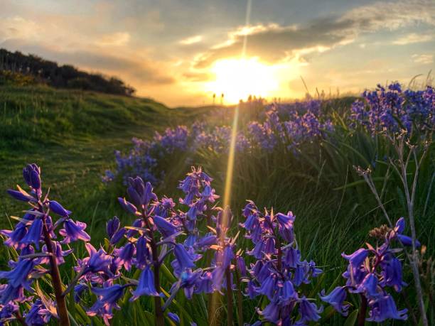 bluebells and sunbeam - bluebell bildbanksfoton och bilder