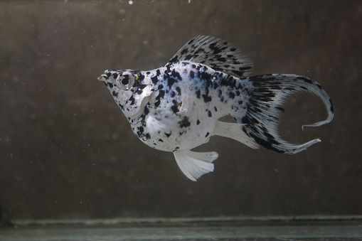 photo of molly fish, Indonesian freshwater ornamental fish.