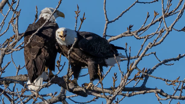 istock Twin bald eagles on a perch on the Potomac River 1443847323