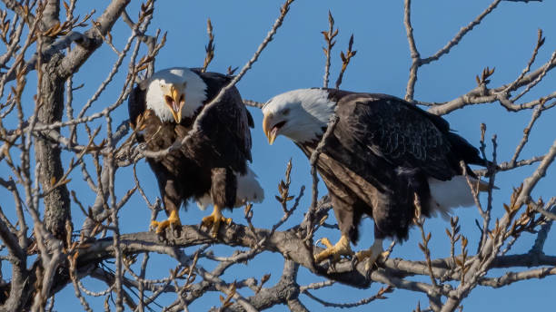 istock Twin bald eagles on a perch on the Potomac River 1443847332