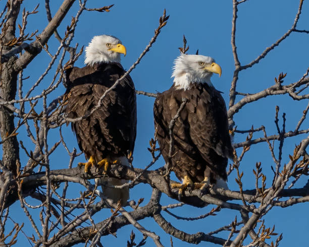 Twin bald eagles on a perch on the Potomac River