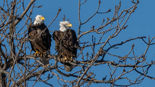istock Twin bald eagles on a perch on the Potomac River 1443847907