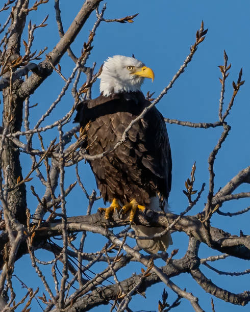 istock Twin bald eagles on a perch on the Potomac River 1443847939