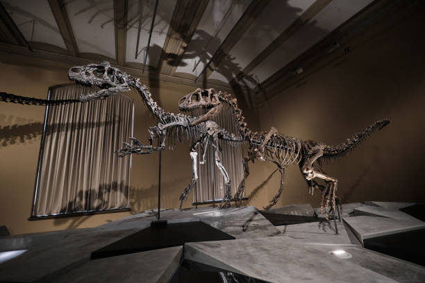 dinosaurs fossils at berlin natural history museum - theropod stockfoto's en -beelden