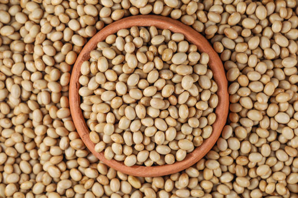 istock Himalayan Navy Beans (Pearl haricot beans, White Rajma). Haricot Beans in Pottery 1443848552