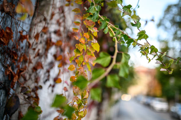 Ivy on street wall, selective focus