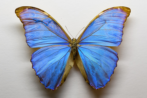 Butterfly (Morpho menelaus) in blue and black tones isolated on a white background