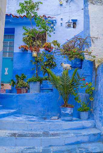 A beautiful Cat in Blue Chefchaouen City, Morocco