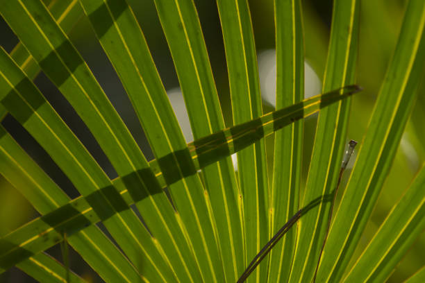 Photo taken at Goethe state forest in north central Florida. Nikon D7200 with Nikon 200mm macro lens