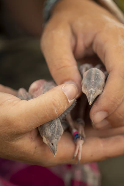 istock Front view of two tagged Red-cockaded Woodpecker chicks held in hands 1443851593