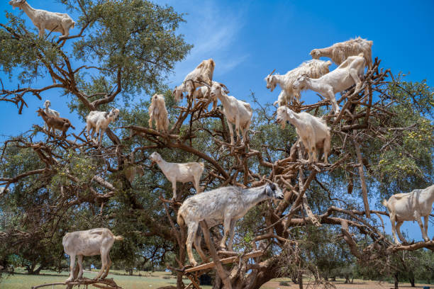 istock Argan trees and the goats in Morocco. 1443852382