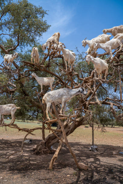istock Argan trees and the goats in Morocco. 1443852414