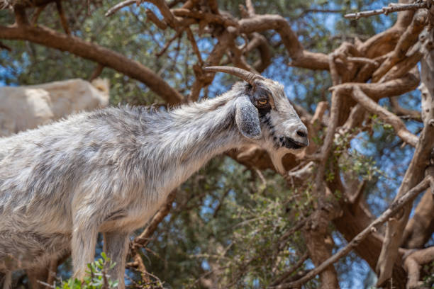 istock Argan trees and the goats in Morocco. 1443852424