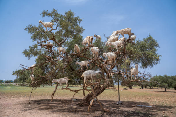 istock Argan trees and the goats in Morocco. 1443852430