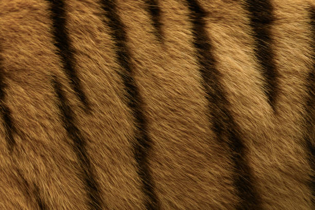 Animal fur background