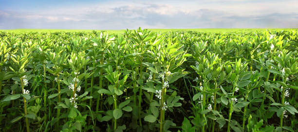 hilera de frijoles vicia faba en flor en un campo, es una variedad de veza, una planta con flores de la familia de las leguminosas. - fava bean broad bean vegetable bean fotografías e imágenes de stock