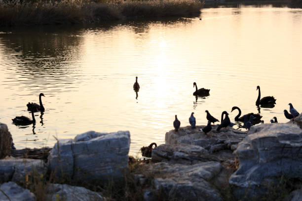 Several black swans were swimming in the water