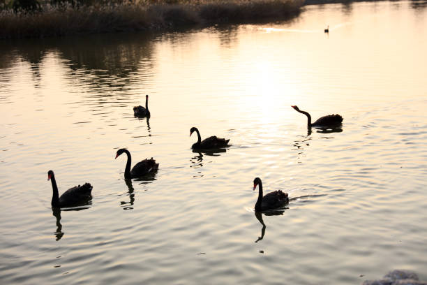 istock Black swans swim in the water 1443855700