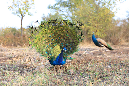 Beautiful peacocks on the grass