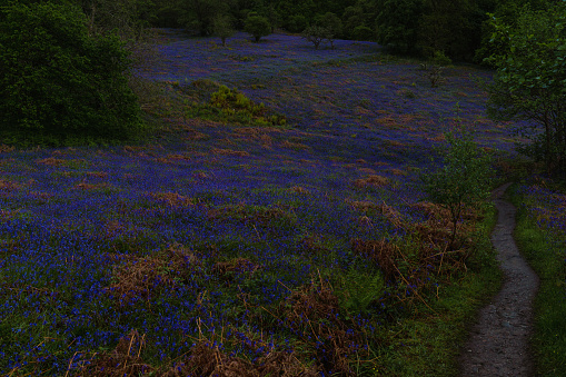 A path running beside a field of bluebells