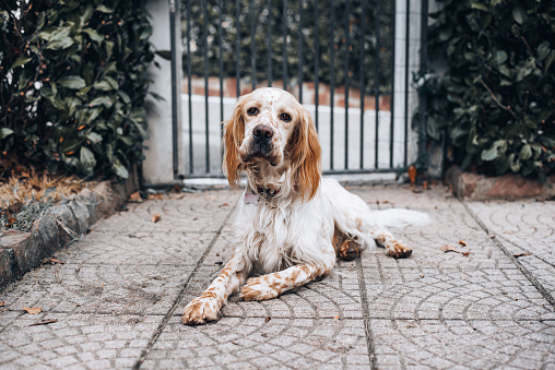 Jazz, an English setter in the garden of the house where he lives