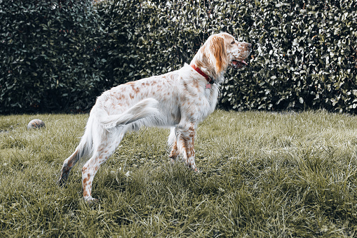 English Setter on black background.