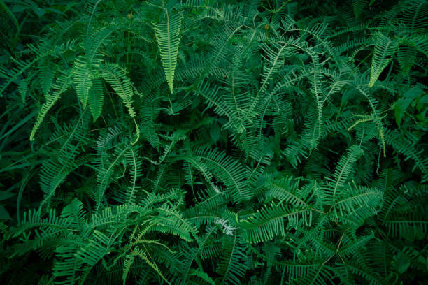 istock Beautiful fern leaf texture in nature 1443862333