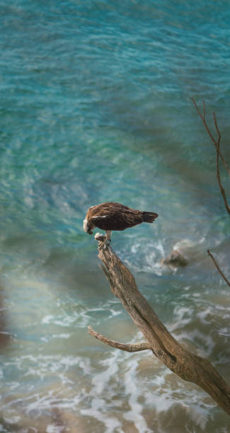 eagle eating a fish close to the ocean stock photo