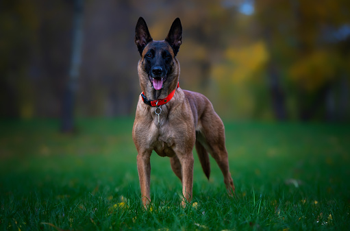 Young Belgian Shepherd Malinois in an orange collar stands in the autumn forest. The dog is distinguished by outstanding musculature and looks healthy and active.