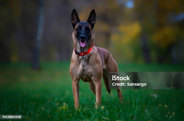 Portrait Of Young Belgian Shepherd Malinois Dog In The Park Stock Photo - Download Image Now