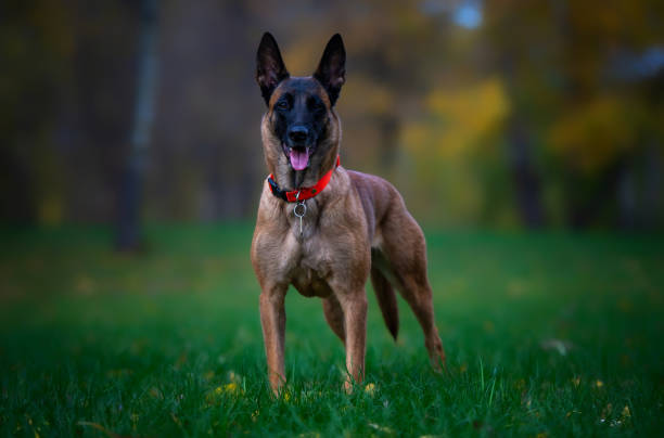 retrato do cão malinois do pastor belga jovem no parque - belgian shepherd - fotografias e filmes do acervo