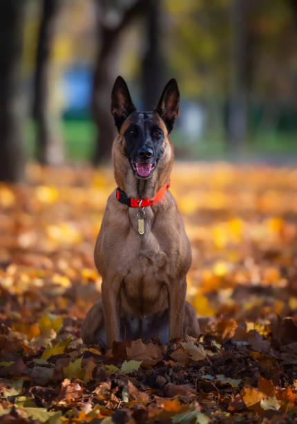 istock Belgian shepherd malinois dog sitting in autumn park 1443864634