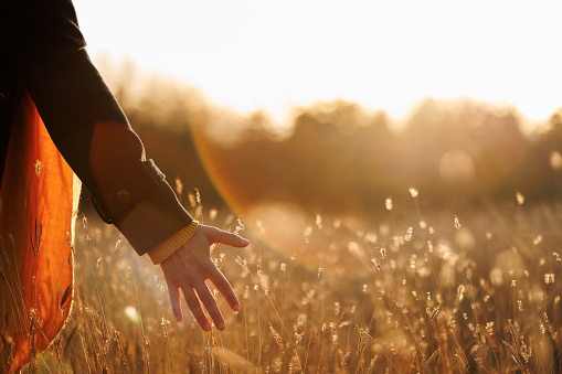 Close-up shot of woman's hand touching dry grass in autumn meadow at sunset