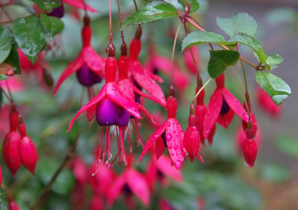 istock Fuschias in the rain 1443864926