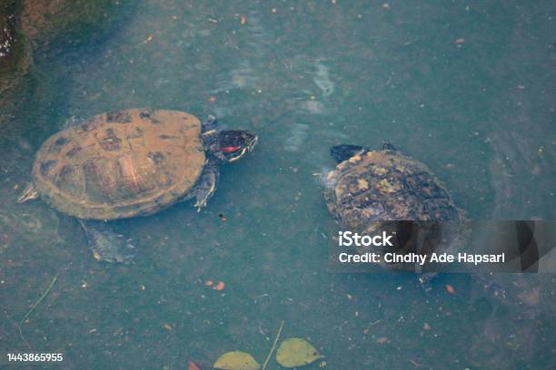 Kuya Shell Kuya Shell Also Known As The Shell Turtle Or Cuora Amboinensis Is Also ...
