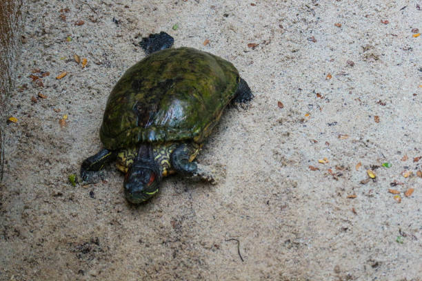 istock Kuya shell, also known as the shell turtle or Cuora amboinensis, is also known as the Amboina Box Turtle or the Southeast Asian Box Turtle. 1443866052