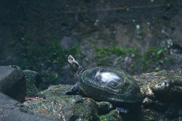 Kuya shell, also known as the shell turtle or Cuora amboinensis, is also known as the Amboina Box Turtle or the Southeast Asian Box Turtle. stock photo