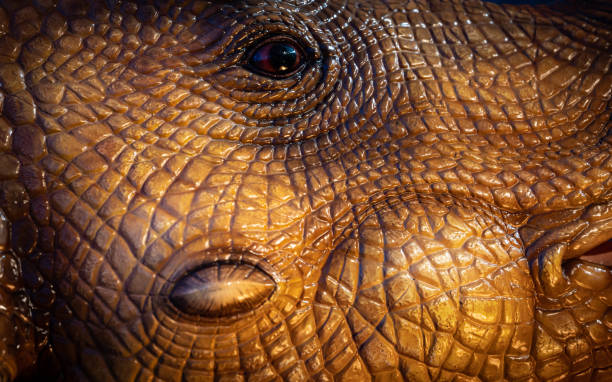 istock Closeup of a crocodile reptile 1443867381