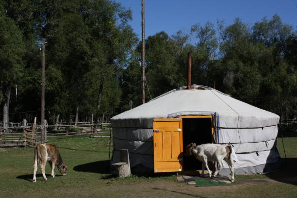 A picture of a semi-nomadic family in the tranquil Terelj valley, Tuv region, Mongolia. stock photo