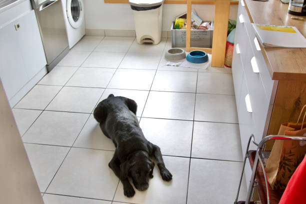 Kitchen and a dog Sleeping Black Labrador retriever dog lying on front in a French kitchen dog dishwasher stock pictures, royalty-free photos & images