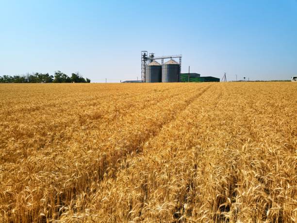 Aerial of grain elevator in front of wheat field. Drone camera above flour or oil mill plant silos. Silos near golden farmland. Agriculture theme, a harvesting season. stock photo