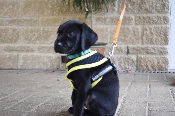 istock Puppy sitting with a harness and lead 1443868645