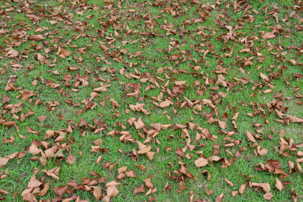 istock Dry leaves falling on the green ground  nature background 1443869608