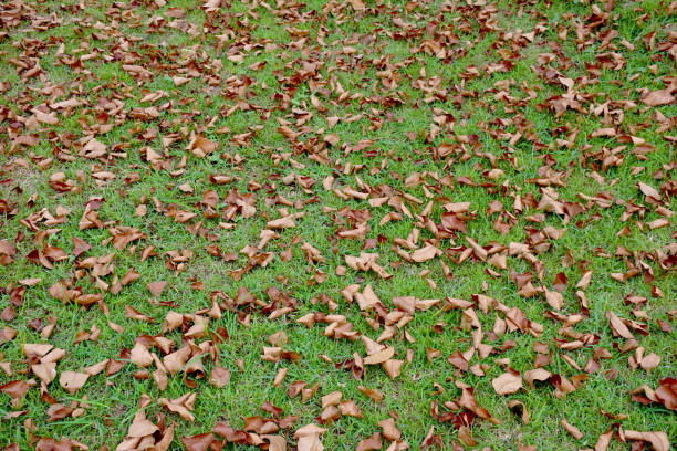 istock Dry leaves falling on the green ground  nature background 1443869617